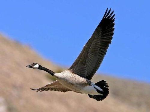 鸿雁南飞,追寻秋天的足迹